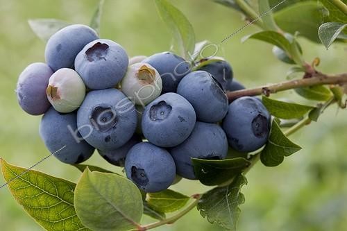 Biosphoto | 1637356 | Myrtillier arbustif 'Bluecrop' en fruit dans un jardin | &copy; NouN / Biosphoto