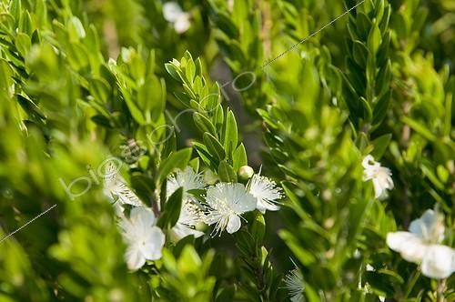 Biosphoto | 2034160 | Myrtle in a mediterranean garden | &copy; Marc Chatelain / Biosphoto