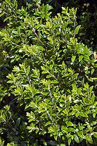 Biosphoto | 1795670 | Myrtle 'Tarentina' in a garden | &copy; DIGIT images / Biosphoto