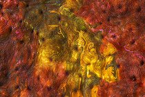 Biosphoto | 2546998 | Mystery Coral, Mayotte | &copy; Gabriel Barathieu / Biosphoto