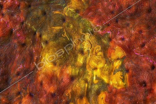 Biosphoto | 2546998 | Mystery Coral, Mayotte | &copy; Gabriel Barathieu / Biosphoto