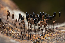 Biosphoto | 2621431 | Myxomycete (Stemonitopsis sp) with juvenile springtail (Tomocerus minor), Cévennes National Park, France. | &copy; Philippe Lebeaux / Biosphoto