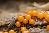 Biosphoto | 2621437 | Myxomycètes (Trichia decipiens) avec collembole poduromorphe, Monts du lyonnais, Rhône, France | &copy; Philippe Lebeaux / Biosphoto