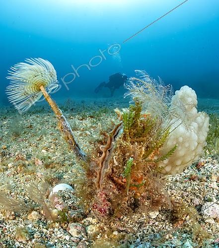 Biosphoto | 2621589 | Nacre épineuse (Pinna rudis), dans le Parc National de Port-Cros. Espèce protégée, recouvertes par des épibiontes (Caulerpa cylindracea; Phallusia mammillata ; Sabella spallanzanii) | &copy; Mathieu Foulquié / Biosphoto