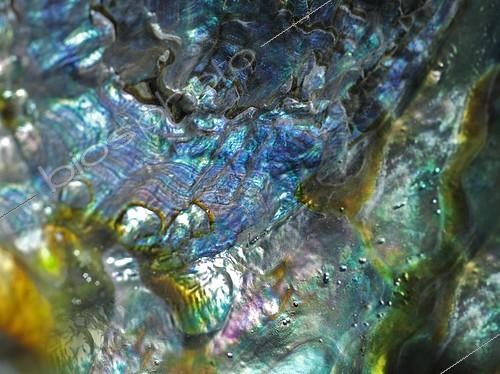 Biosphoto | 2414618 | Nacre or mother of pearl structure of a shell, macro shot | &copy; Reinhard Rohner / imageBROKER / Biosphoto