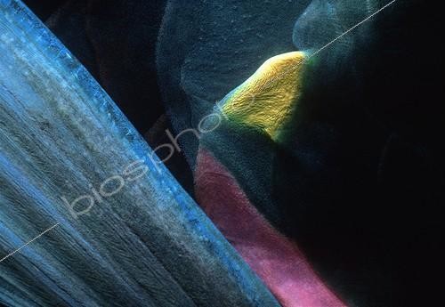 Biosphoto | 1438621 | Nageoire d'un Perroquet feu Bahamas Mer des Caraïbes | &copy; Jeffrey Rotman / Biosphoto