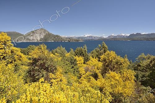 Biosphoto | 2146664 | Nahuel Huapi Lake, Broom (Cytisus scoparius) invasive alien plant, Nahuel Huapi National Park, Province of Rio Negro, Argentina | &copy; Jean-Claude Malausa / Biosphoto