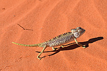 Biosphoto | 2622881 | Namaqua chameleon (Chamaeleo namaquensis) on sand, Namibia. | &copy; Michel Bureau / Biosphoto