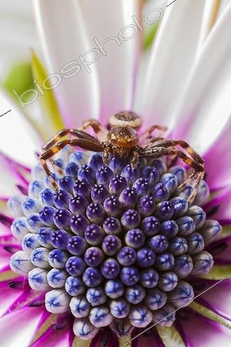 Biosphoto | 1922082 | Napoleon crab Spider on the lookout on a flower - France  | &copy; Olivier Miniato / Biosphoto