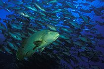 Biosphoto | 981156 | Napoleon Humpback Wrasse an Red Reef Snapper, Ras Mohammed, Sinai, Red Sea, Egypt | &copy; Borut Furlan / WaterFrame / Biosphoto