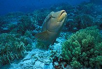 Biosphoto | 980995 | Napoleon Humpback Wrasse, Ras Mohammed, Sinai, Red Sea, Egypt | &copy; Borut Furlan / WaterFrame / Biosphoto
