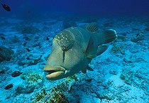 Biosphoto | 980996 | Napoleon Humpback Wrasse, Ras Mohammed, Sinai, Red Sea, Egypt | &copy; Borut Furlan / WaterFrame / Biosphoto