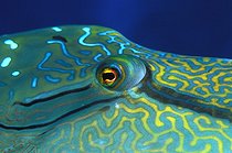 Biosphoto | 981023 | Napoleon Humpback Wrasse, Ras Mohammed, Sinai, Red Sea, Egypt | &copy; Borut Furlan / WaterFrame / Biosphoto