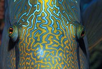 Biosphoto | 981024 | Napoleon Humpback Wrasse, Ras Mohammed, Sinai, Red Sea, Egypt | &copy; Borut Furlan / WaterFrame / Biosphoto