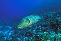 Biosphoto | 981039 | Napoleon Humpback Wrasse, Ras Mohammed, Sinai, Red Sea, Egypt | &copy; Borut Furlan / WaterFrame / Biosphoto