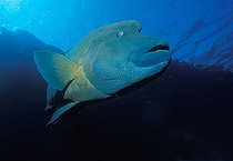 Biosphoto | 981040 | Napoleon Humpback Wrasse, Ras Mohammed, Sinai, Red Sea, Egypt | &copy; Borut Furlan / WaterFrame / Biosphoto