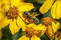 Biosphoto | 2622262 | Napoleon Spider (Synema globosum) capturing a bee on a Lemmon's Marigold (Tagetes lemmonii) flower, Var, France | &copy; Marie Aymerez / Biosphoto