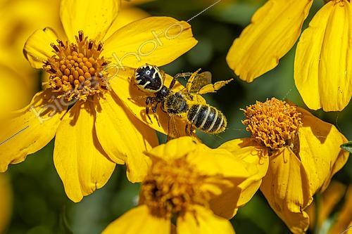 Biosphoto | 2622262 | Napoleon Spider (Synema globosum) capturing a bee on a Lemmon's Marigold (Tagetes lemmonii) flower, Var, France | &copy; Marie Aymerez / Biosphoto