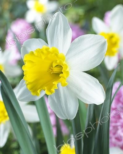 Biosphoto | 411863 | Narcisse 'Wisley' | &copy; Visions Pictures / Biosphoto