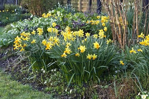 Biosphoto | 1623606 | Narcisses  en fleur dans un jardin | &copy; Gilles Le Scanff & Joëlle-Caroline Mayer / Biosphoto