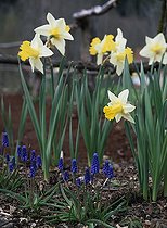 Biosphoto | 1204858 | Narcissus and muscari in bloom in a garden | &copy; Gilles Le Scanff & Joëlle-Caroline Mayer / Biosphoto