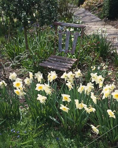 Biosphoto | 754951 | Narcissus ans decorative chair on the side of a path | &copy; Alexandre Petzold / Biosphoto