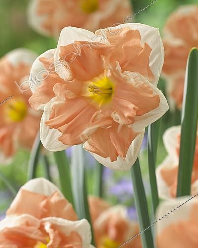 Biosphoto | 2106271 | Narcissus Apricot Whirl | &copy; Visions Pictures / Biosphoto