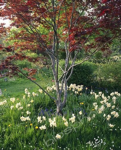 Biosphoto | 754884 | Narcissus around a Japanese maple 'Atropurpureum' | &copy; Alexandre Petzold / Biosphoto