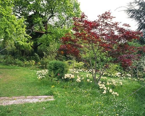 Biosphoto | 754886 | Narcissus around a Japanese maple 'Atropurpureum' | &copy; Alexandre Petzold / Biosphoto