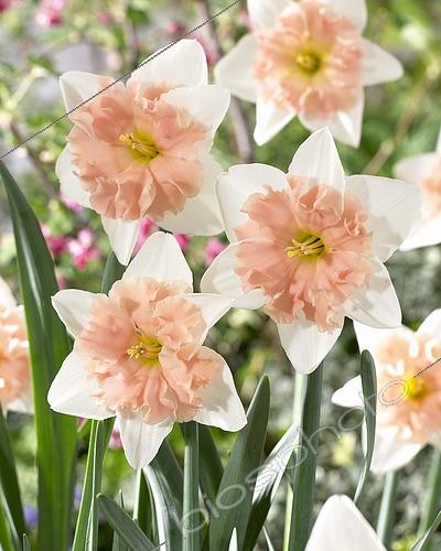 Biosphoto | 2573304 | Narcissus Dear Love | &copy; VisionsPictures & Photography / Visions Pictures / Biosphoto