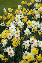Biosphoto | 448252 | NARCISSUS EN MELANGE | &copy; DIGIT images / Biosphoto