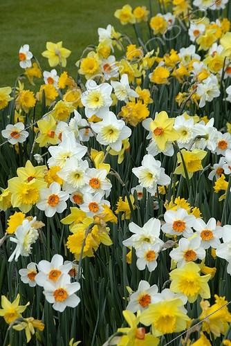 Biosphoto | 448252 | NARCISSUS EN MELANGE | &copy; DIGIT images / Biosphoto