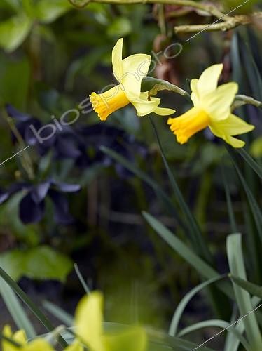 Biosphoto | 1209238 | Narcissus in bloom in a garden | &copy; Gilles Le Scanff & Joëlle-Caroline Mayer / Biosphoto