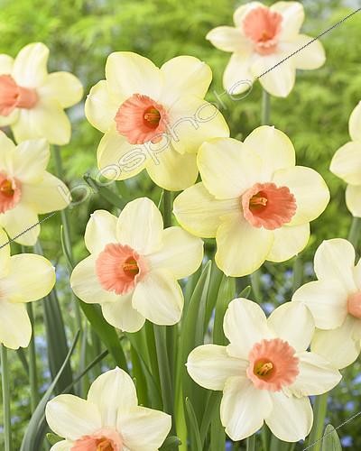 Biosphoto | 2118417 | Narcissus Melodia d'Amore | &copy; Visions Pictures / Biosphoto