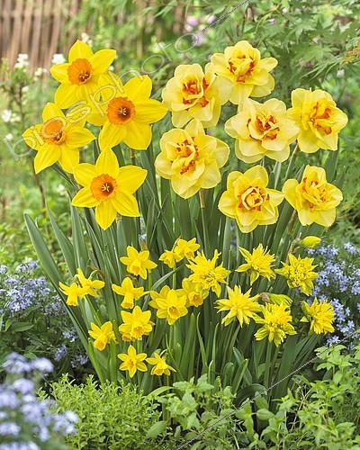 Biosphoto | 2114345 | Narcissus mixed | &copy; Visions Pictures / Biosphoto