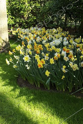 Biosphoto | 2413291 | Narcissus mixed | &copy; VisionsPictures & Photography / Visions Pictures / Biosphoto