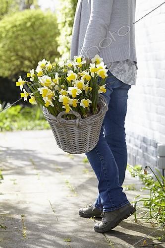 Biosphoto | 2114594 | Narcissus Mrs Iwasa Masako | &copy; Visions Pictures / Biosphoto