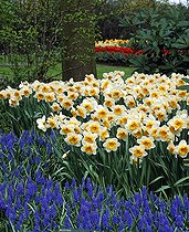 Biosphoto | 738489 | Narcissus 'Paul Veronse' and muscari in a garden | &copy; Gilles Le Scanff & Joëlle-Caroline Mayer / Biosphoto