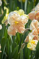Biosphoto | 2573280 | Narcissus pink | &copy; ~Keukenhof 2022 / Visions Pictures / Biosphoto