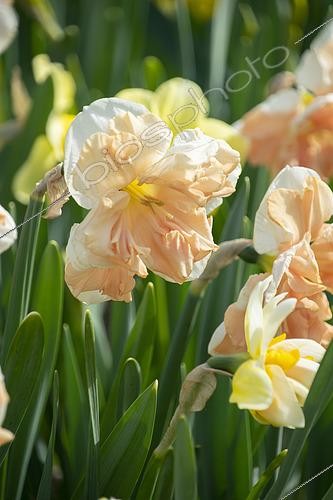 Biosphoto | 2573280 | Narcissus pink | &copy; ~Keukenhof 2022 / Visions Pictures / Biosphoto