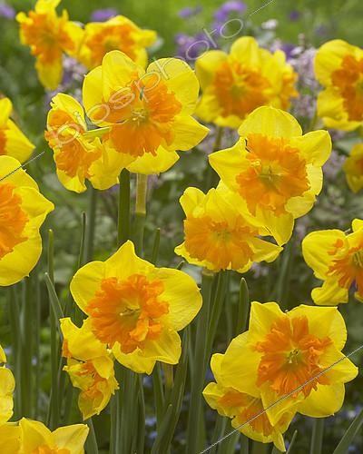 Biosphoto | 2165346 | Narcissus Slice of Life | &copy; Visions Pictures / Biosphoto