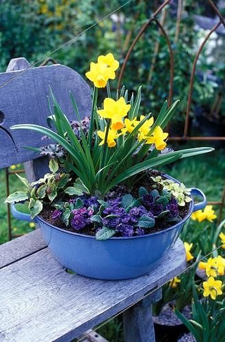 Biosphoto | 126794 | Narcissus 'Spitfire' and Primrose planted into a blue tub | &copy; Lamontagne / Biosphoto