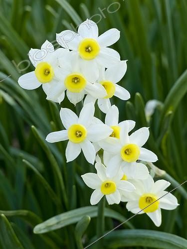 Biosphoto | 2149736 | Narcissus tazetta 'Minnow' | &copy; Alain Kubacsi / Biosphoto