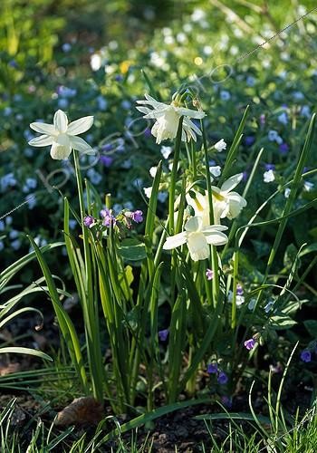 Biosphoto | 1119424 | Narcissus 'Thalia' in bloom in a garden | &copy; Gilles Le Scanff & Joëlle-Caroline Mayer / Biosphoto