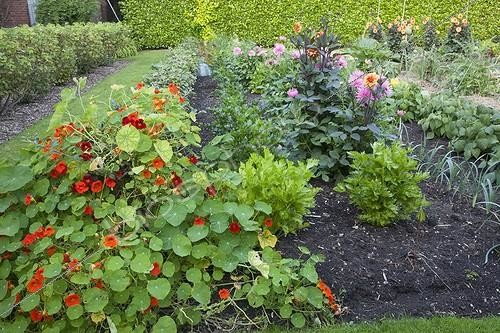 Biosphoto | 2027373 | Nasturtium and dahlia 'Park Princess' in bloom in a garden | &copy; Dominique Dumas / Biosphoto