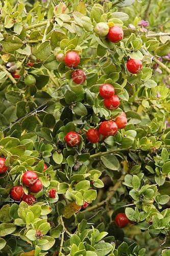 Biosphoto | 479307 | Natal Plum Domaine du Rayol Blue Coast France ; Garden: Domaine du Rayol | &copy; Hervé Lenain / Biosphoto