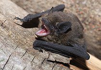 Biosphoto | 2403511 | Nathusius' Pipistrelle (Pipistrellus nathusii) found in a pile of woods Regional Natural Park of Northern Vosges, France | &copy; Michel Rauch / Biosphoto
