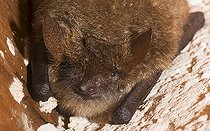 Biosphoto | 2545070 | Nathusius' Pipistrelle (Pipistrellus nathusii) resting under a roof, Vosges du Nord Regional Nature Park, France | &copy; Michel Rauch / Biosphoto