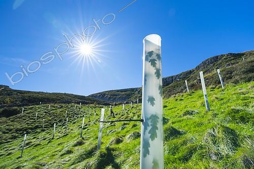Biosphoto | 2395241 | Native trees reforestation in Miera Valley, Valles Pasiegos, Cantabria, Spain, Europe | &copy; Juan-Carlos Muñoz / Biosphoto
