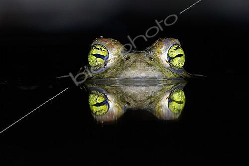 Biosphoto | 2627051 | Natterjack toad (Epidalea calamita), Pyrénées orientales, France | &copy; Régis Cavignaux / Biosphoto
